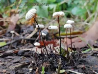 Wieltje [Marasmius rotula]